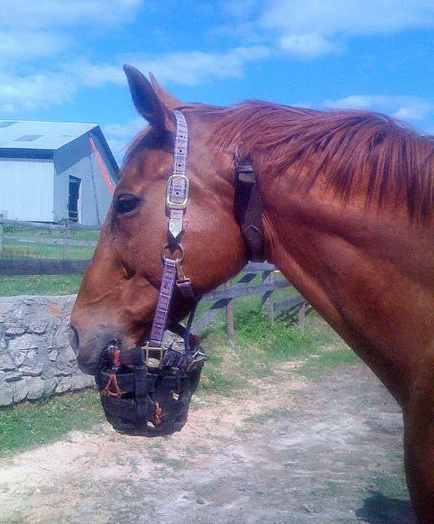 A horse wearing a halter and grazing muzzle, the latter of which is stuck in his mouth