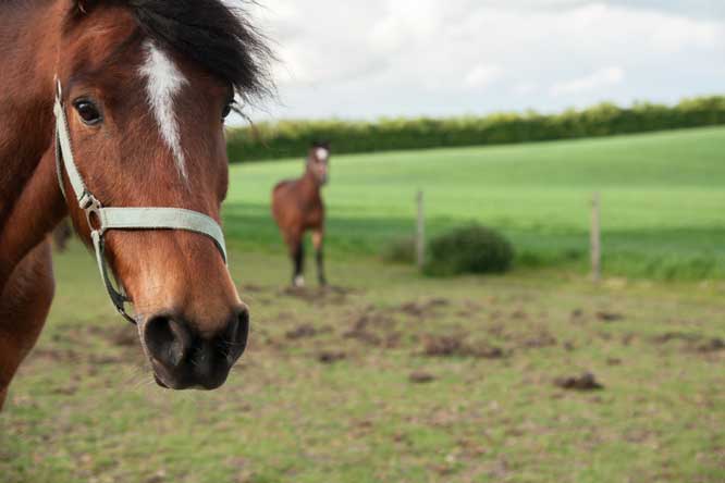 What causes laminitis in horses?