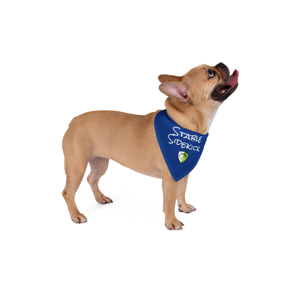 A small dog with perky bat ears, no tail and an underbite facing right and looking upward. It wears a bandana that reads "stable sidekick" with a GG Equine shield logo