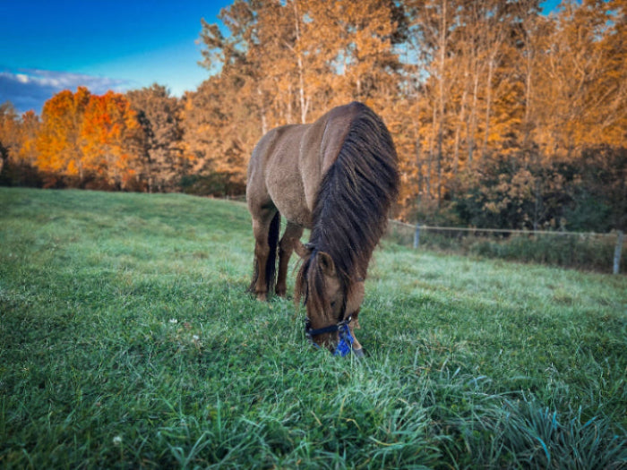 Autumnal trees form a backdrop for a brown horse who contorts its neck toward the left to reach some grass. It is wearing a blue basket style grazing muzzle.
