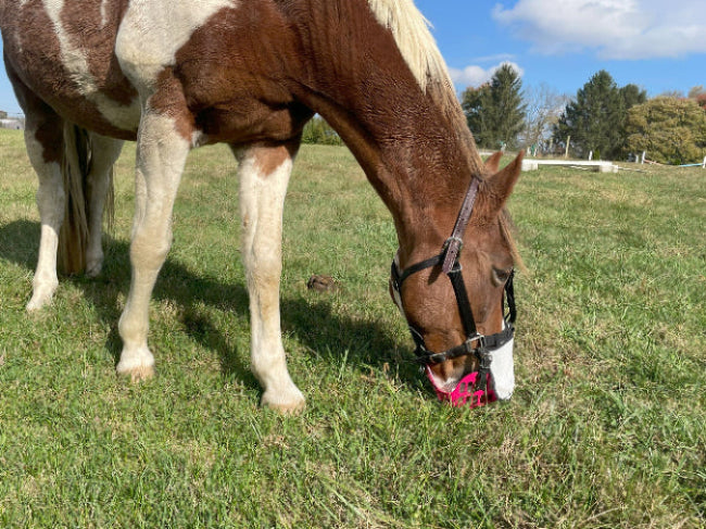 A white horse with large brown patches wearing a pink basket style muzzle in an open pasture. Its head is bent toward the ground to eat grass. Its nose is covered by a piece of fabric attached to the halter noseband.