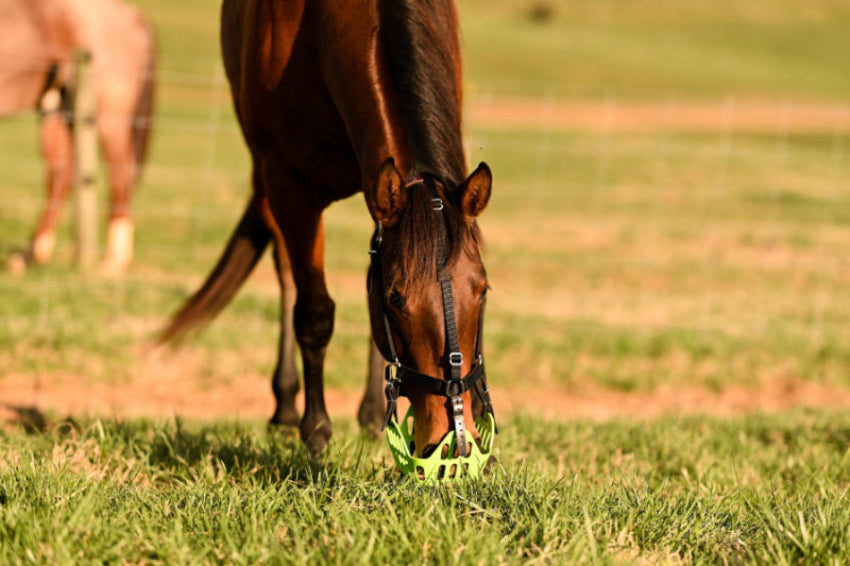Horse grazing in green pasture with a greenguard muzzle.