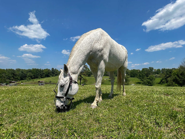 White horse grazing on green pasture