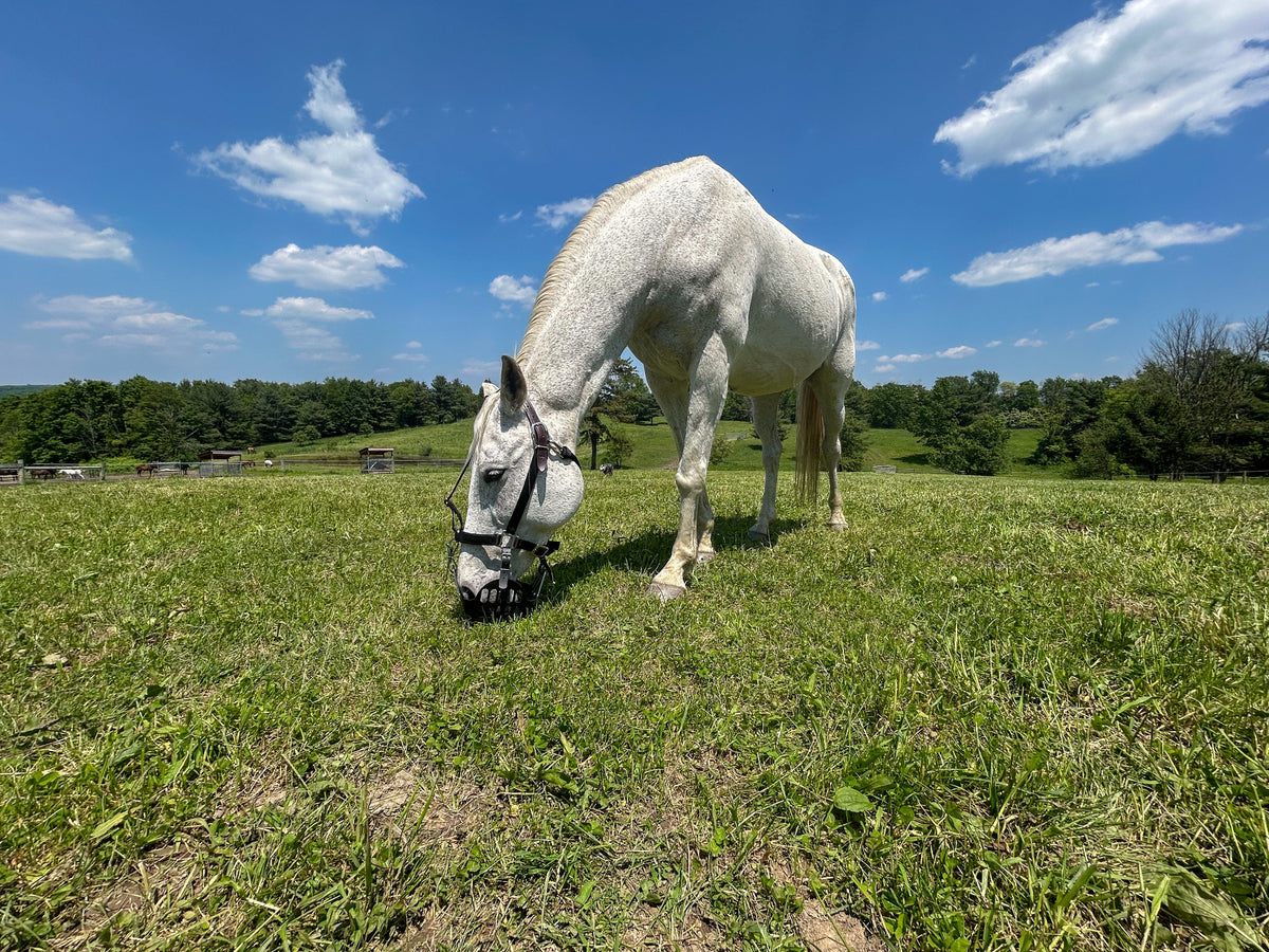 White horse grazing on green pasture