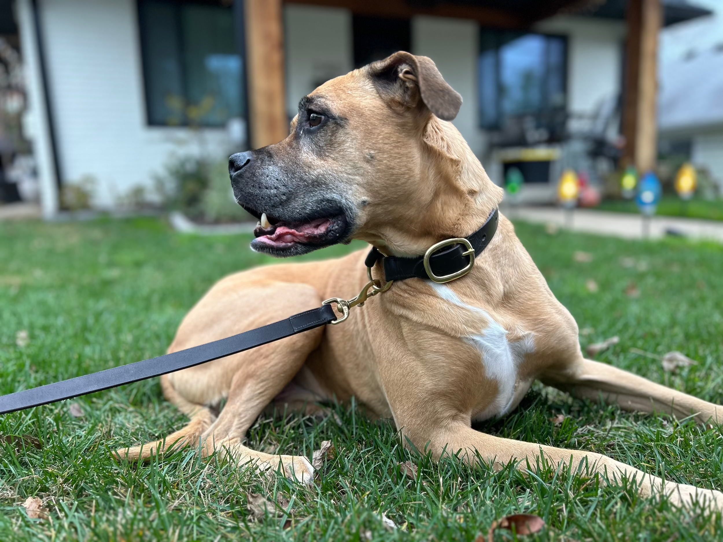 A dog sits in the grass in front of a house. The dog&