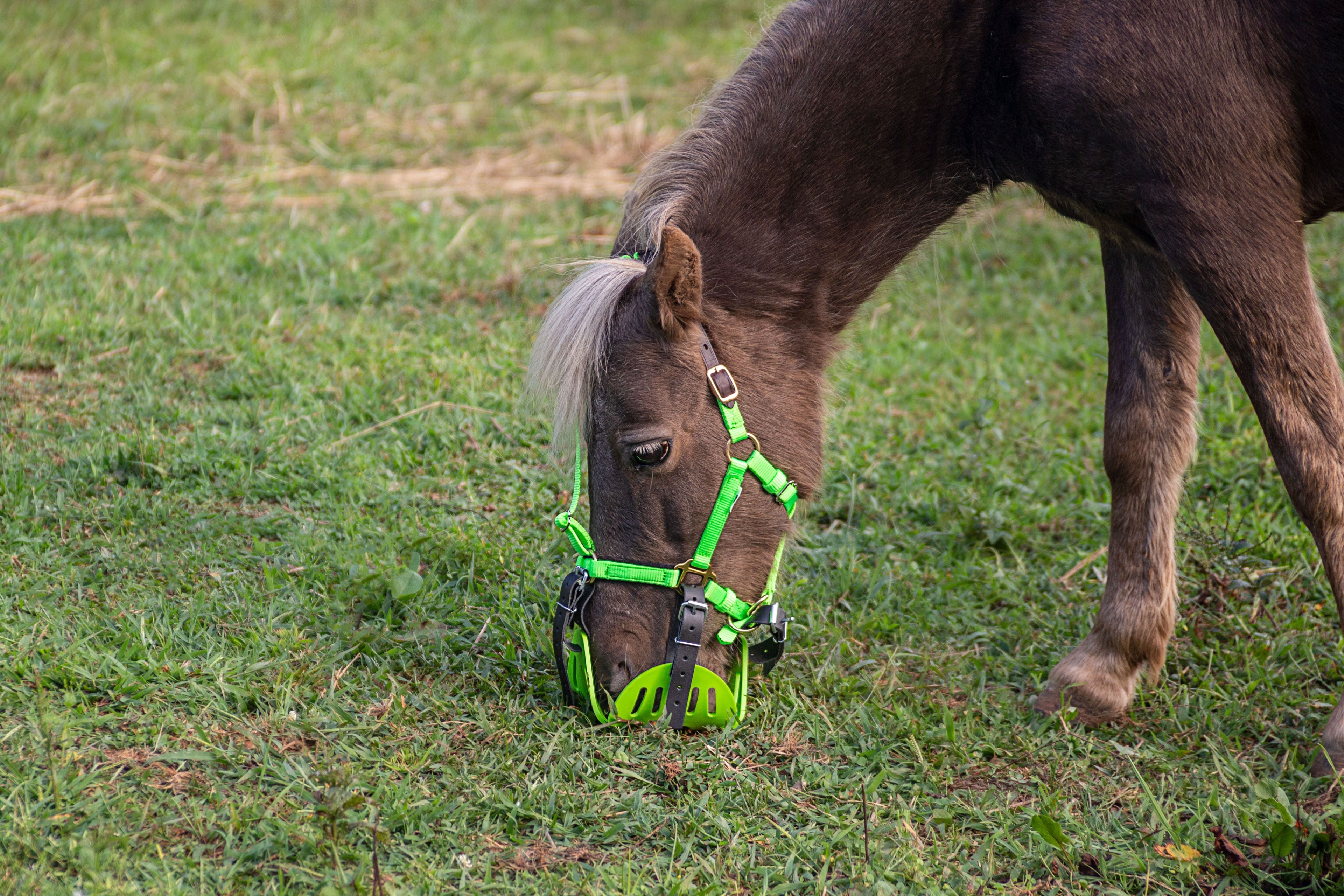 CLOSEOUT Mini & Small Pony Halters