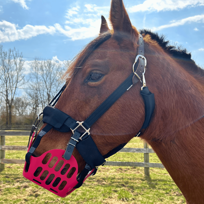 Horse in halter with halter liner for comfort