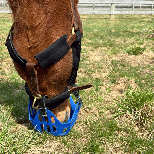 Halter padding custom for halters