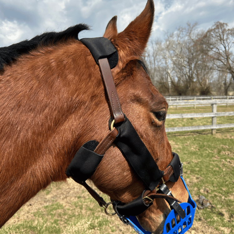 Leather halter with adjustable halter padding