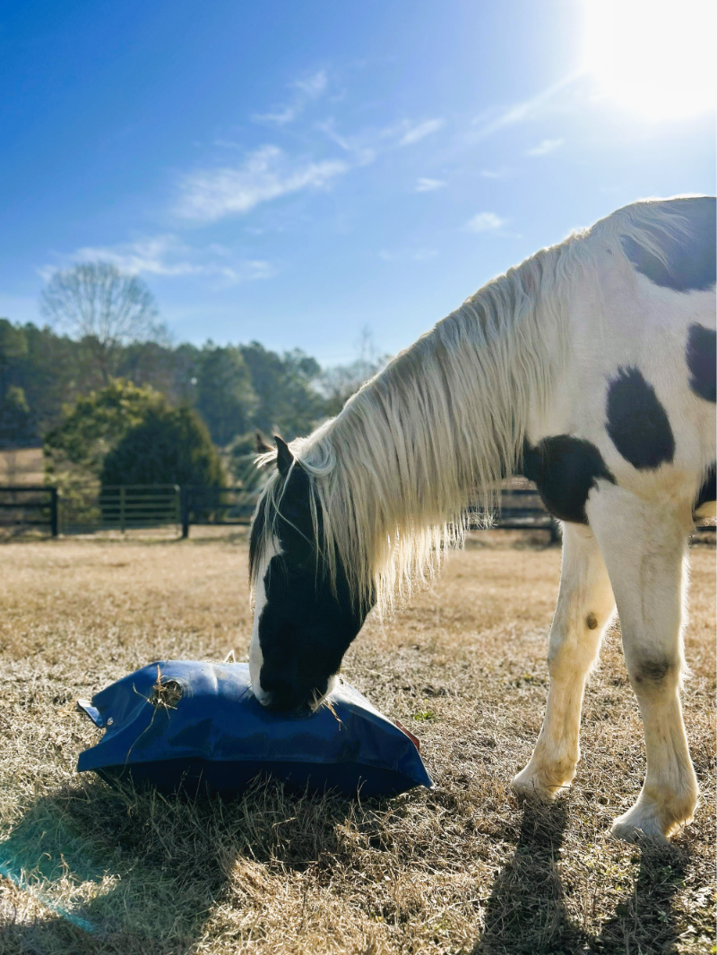 Horse eating from a blue bag in a field with a clear sky