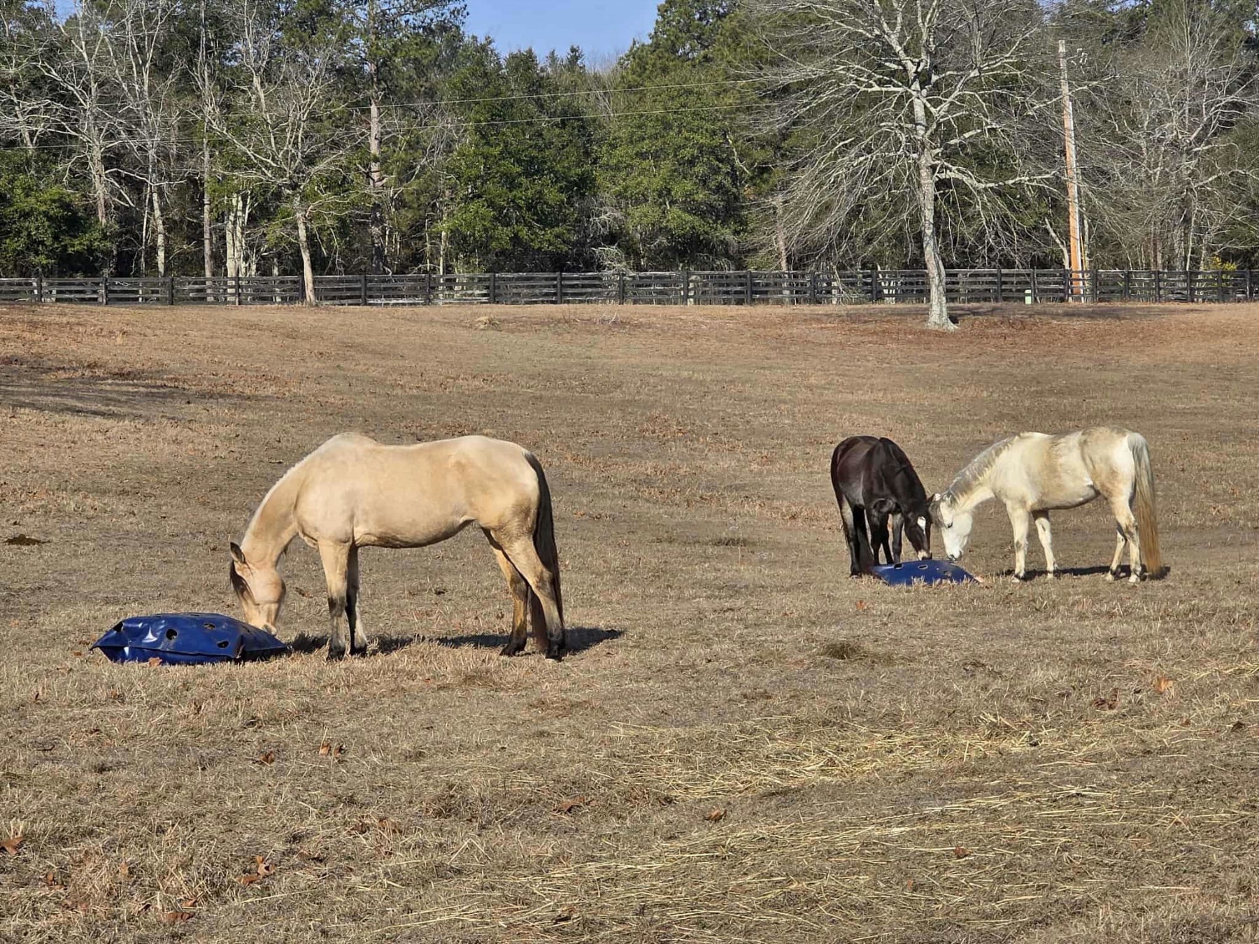 Three horses in a field with trees in the background eating out of slow-feeders