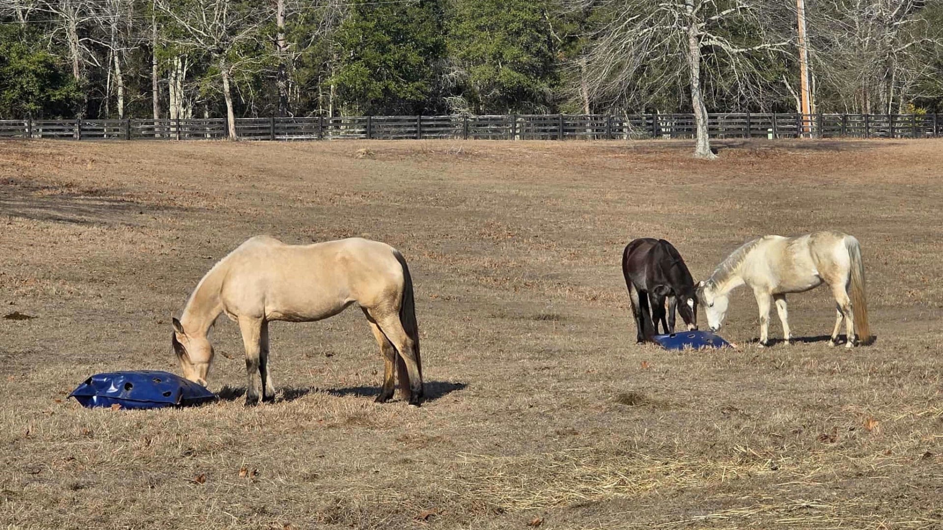 Three horses in a field with trees in the background eating out of slow-feeders