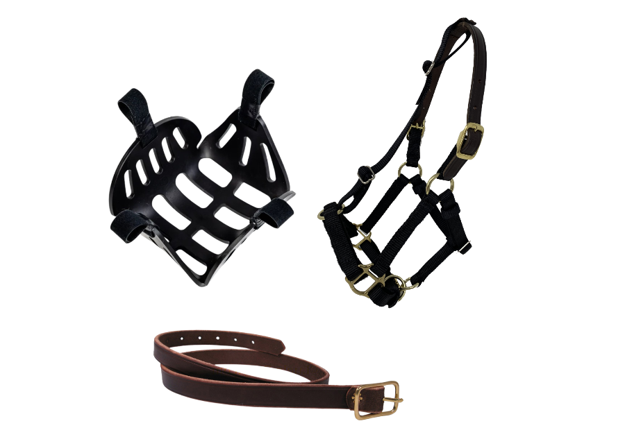 miniature grazing muzzle with safety breakaway halter neck strap