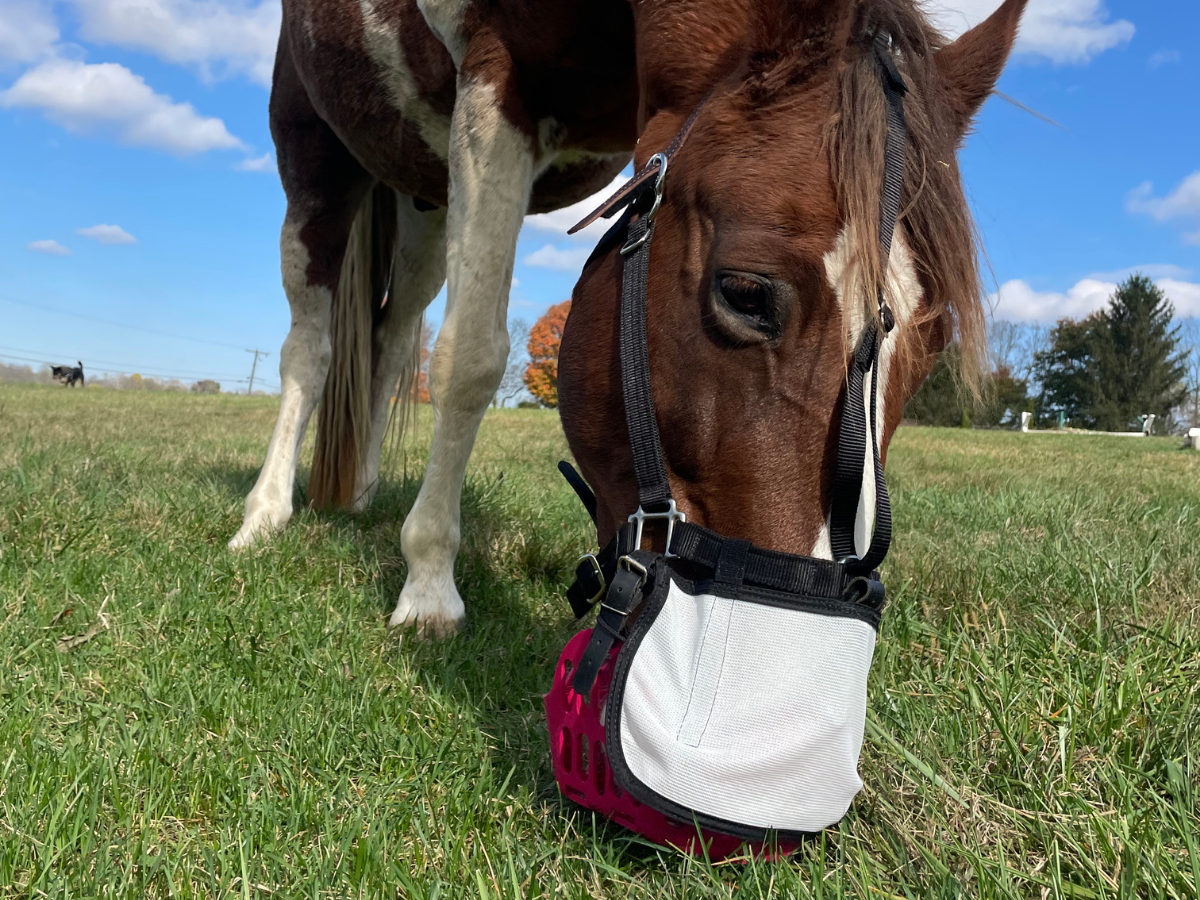 Horse grazing in a field with a protective nose sheild on