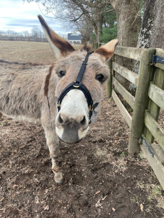 A curious donkey with its nose directly in your face standing in a wintry pasture next to a fence. It is wearing a halter with a strap going up the center of its face between the noseband and crownpiece.