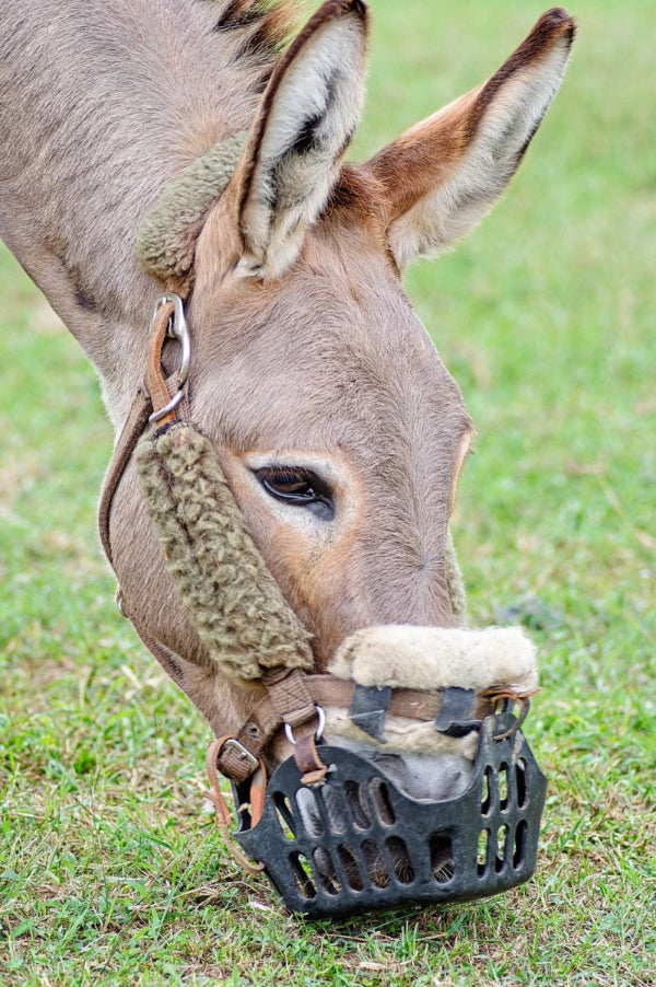 Molly the Donkey. Photo credit: Kevin Pinkerton