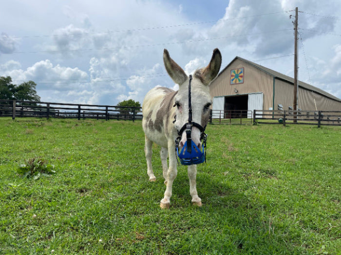 A small white and grey donkey with ears up. it is wearing a blue basket style grazing muzzle in a manicured pasture. There is a barn in the background.
