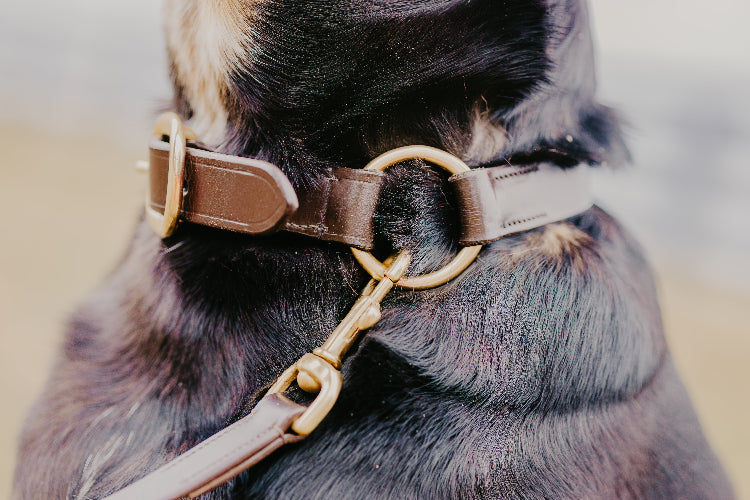 Close up on a dog&