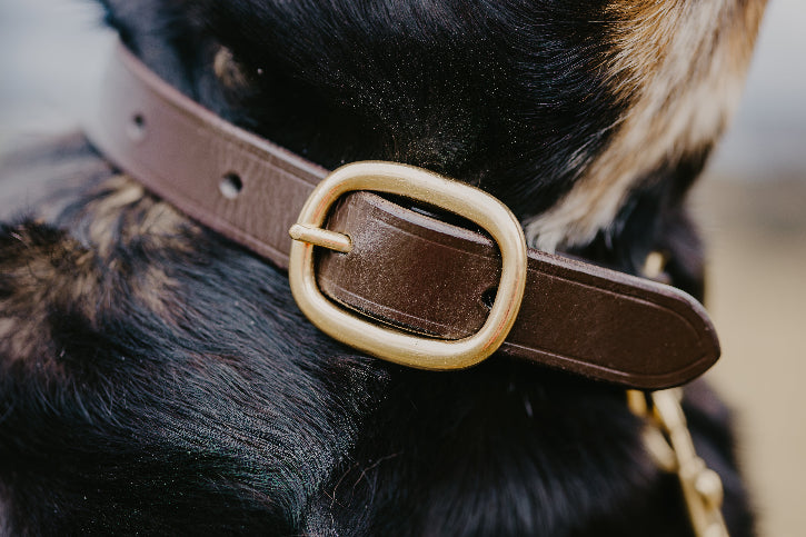 Close up on a dog&