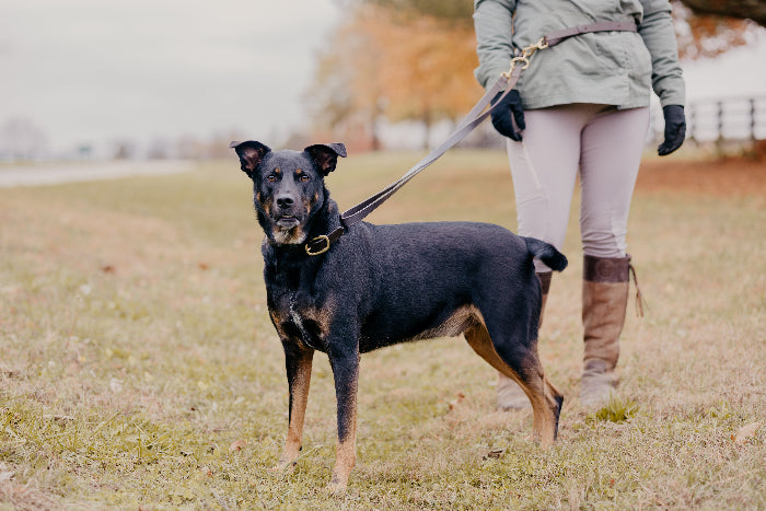 Bottom half of a woman wearing winter clothes. She has a leather dog harness attached to her waist. It is clipped to a leather leash attached to a black and brown dog.