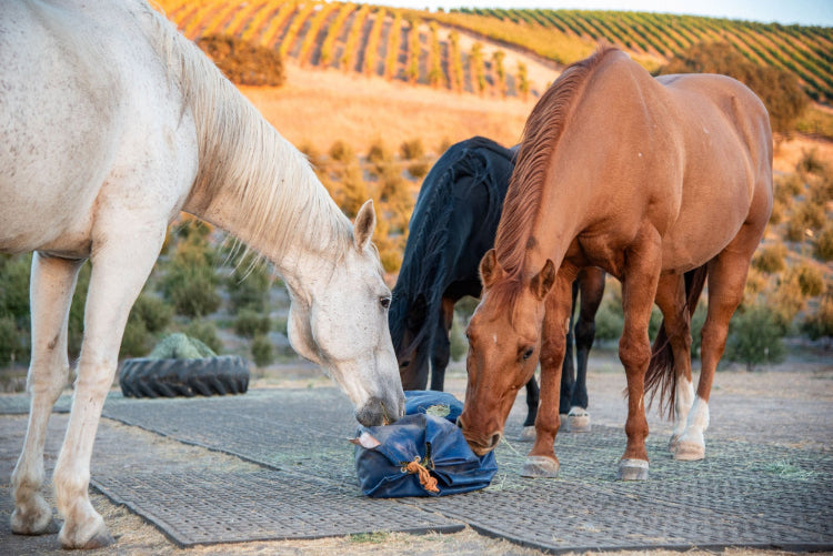 From left: a white horse, a dark brown horse, and a light brown horse eat hay from a blue bag. There are rolling hills behind them.