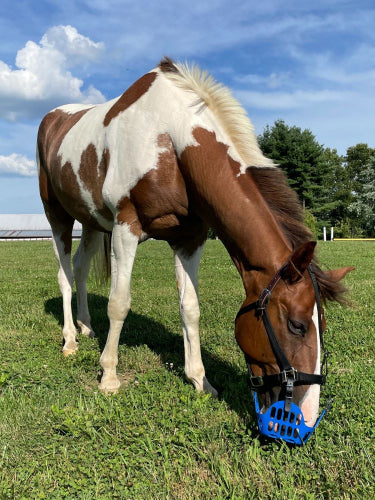 horse grazing in blue muzzle with safety halter