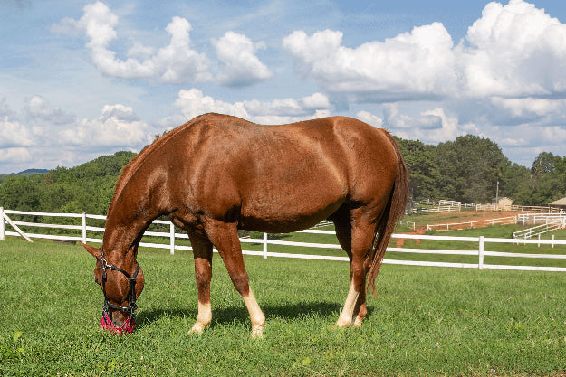 Chestnut horse wearing grazing muzzle in pasture