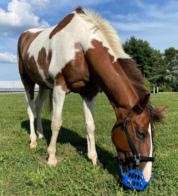 Horse grazing in blue GreenGuard muzzle