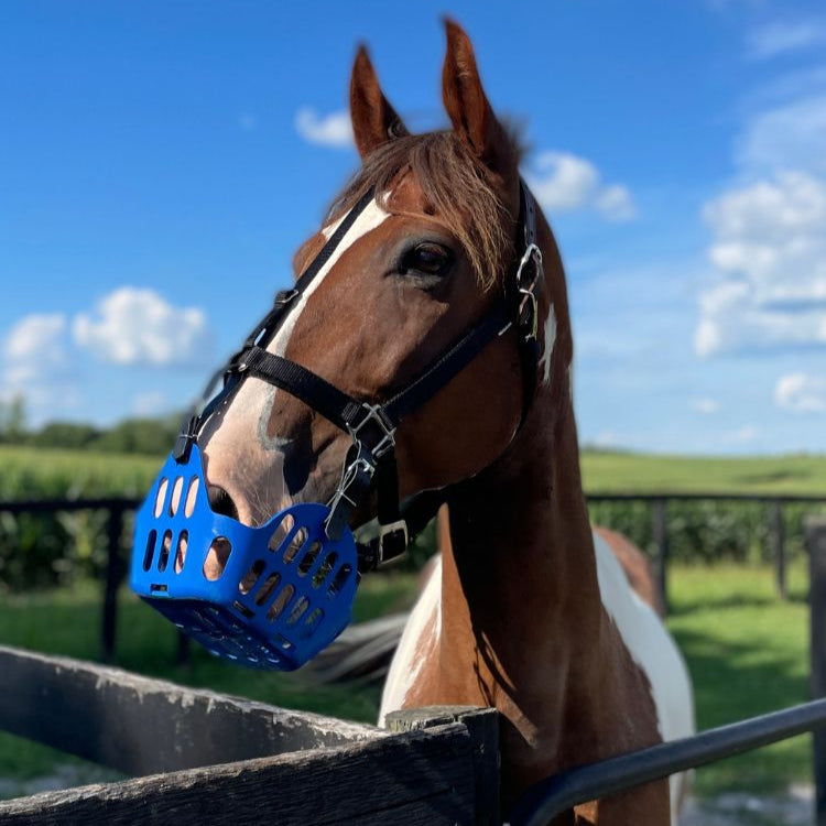Paint horse wearing a blue grazing muzzle