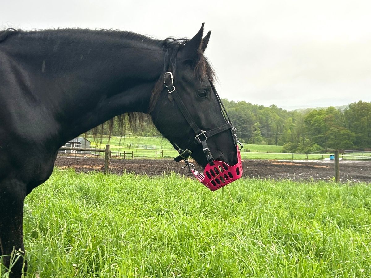 black horse in pink grazing muzzle