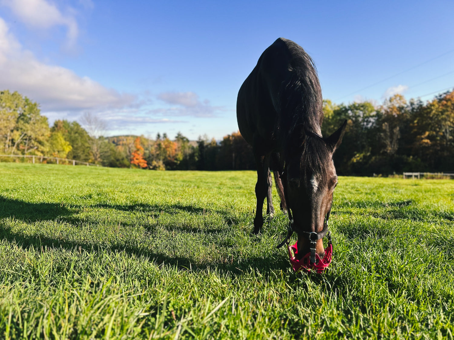 Fall grazing in sugar rich pasture