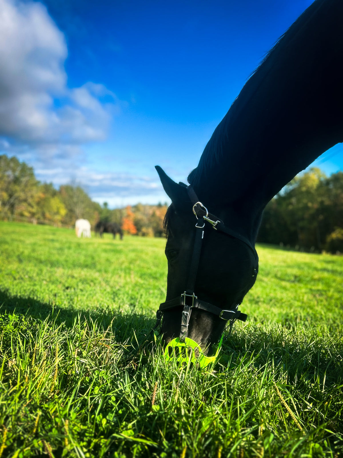Horse in fall pasture wearing green grazing muzzle
