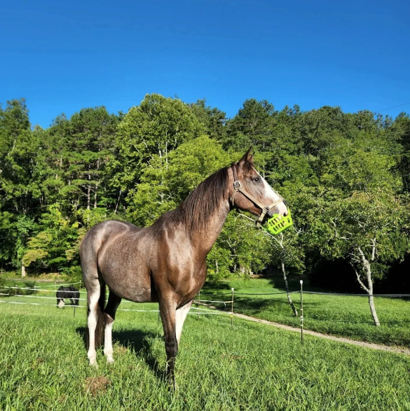Traveler and Sydney - How a Grazing Muzzle Helps Manage Laminitis Risk