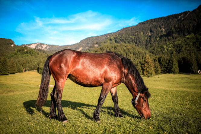 Can a Horse Eat Too Much Grass?