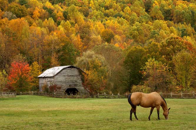 Horses In The Fall
