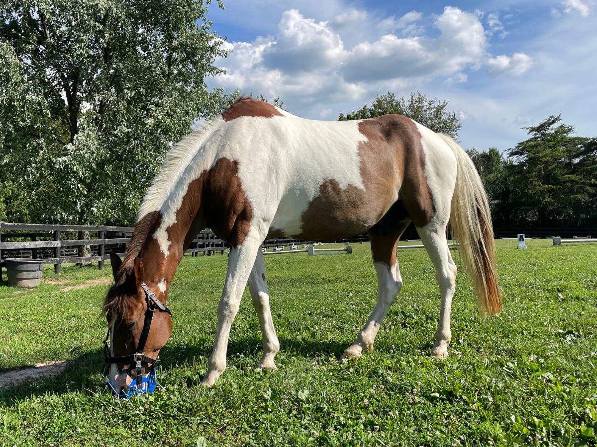 Breakaway Halters: Safety First with Your Horse's Grazing Muzzle