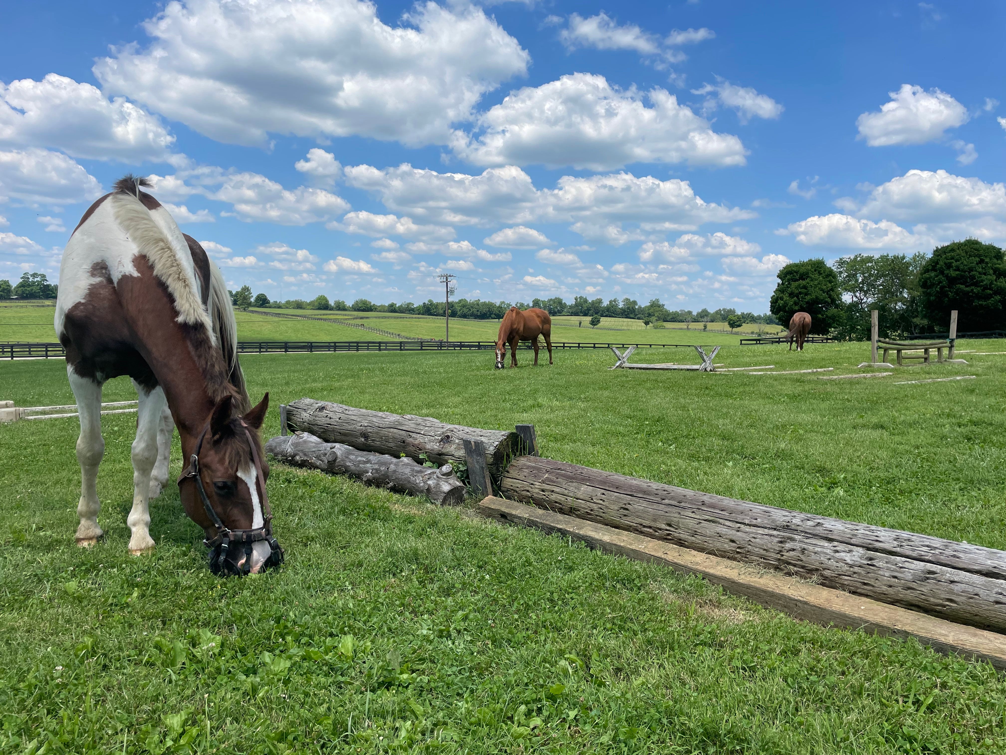 How Do Grazing Muzzles Help Pasture Management? GG Equine