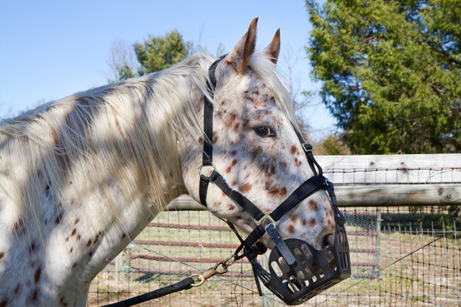 What Is a Grazing Muzzle?