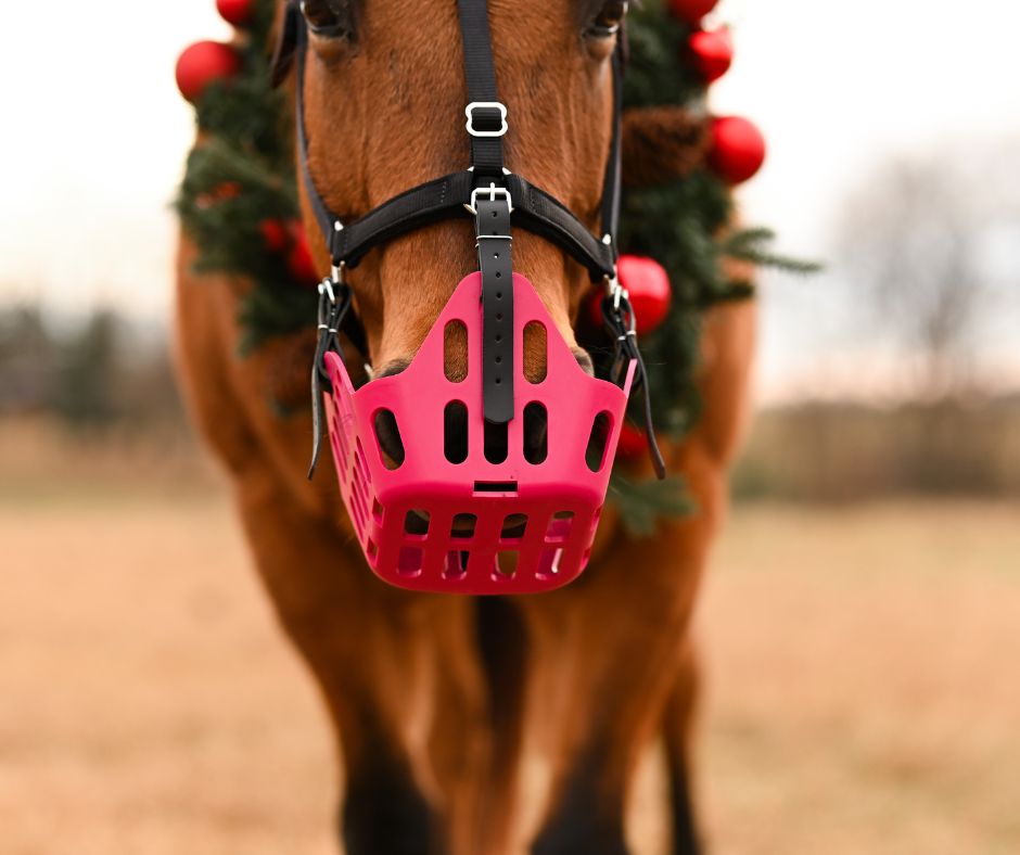 dun horse wearing holiday wreath and grazing muzzle