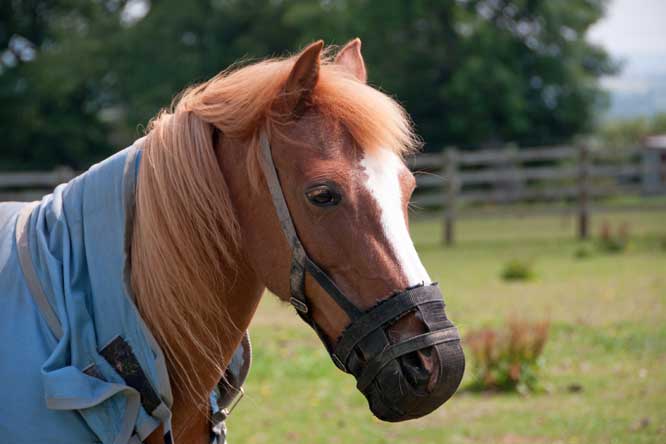 Common Horse Grazing Muzzle Problems