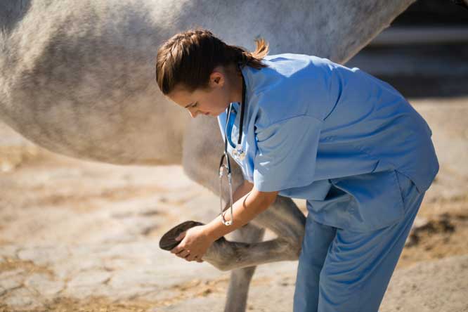 What to do if you suspect laminitis or other horse hoof problems!