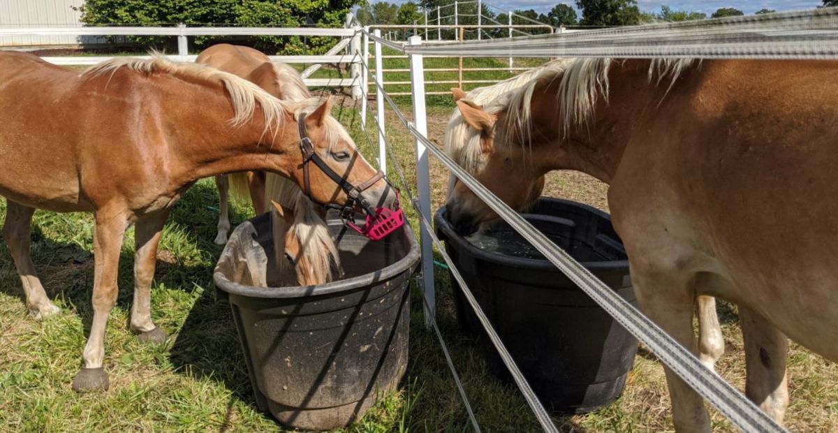 Lead a Horse to Water: Hydration and Injury Prevention