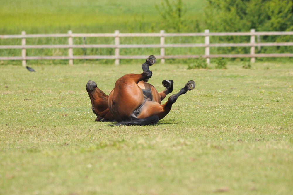 Spring Colic in Horses How to Treat and Prevent Gas