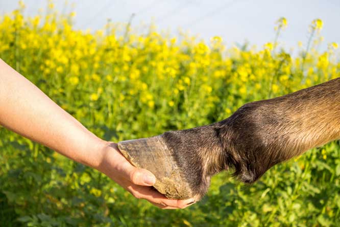 Early Signs of Laminitis in Horses: What to Watch For and Why It Matters