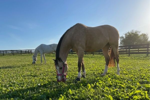 When Should Grazing Muzzle Season Start?