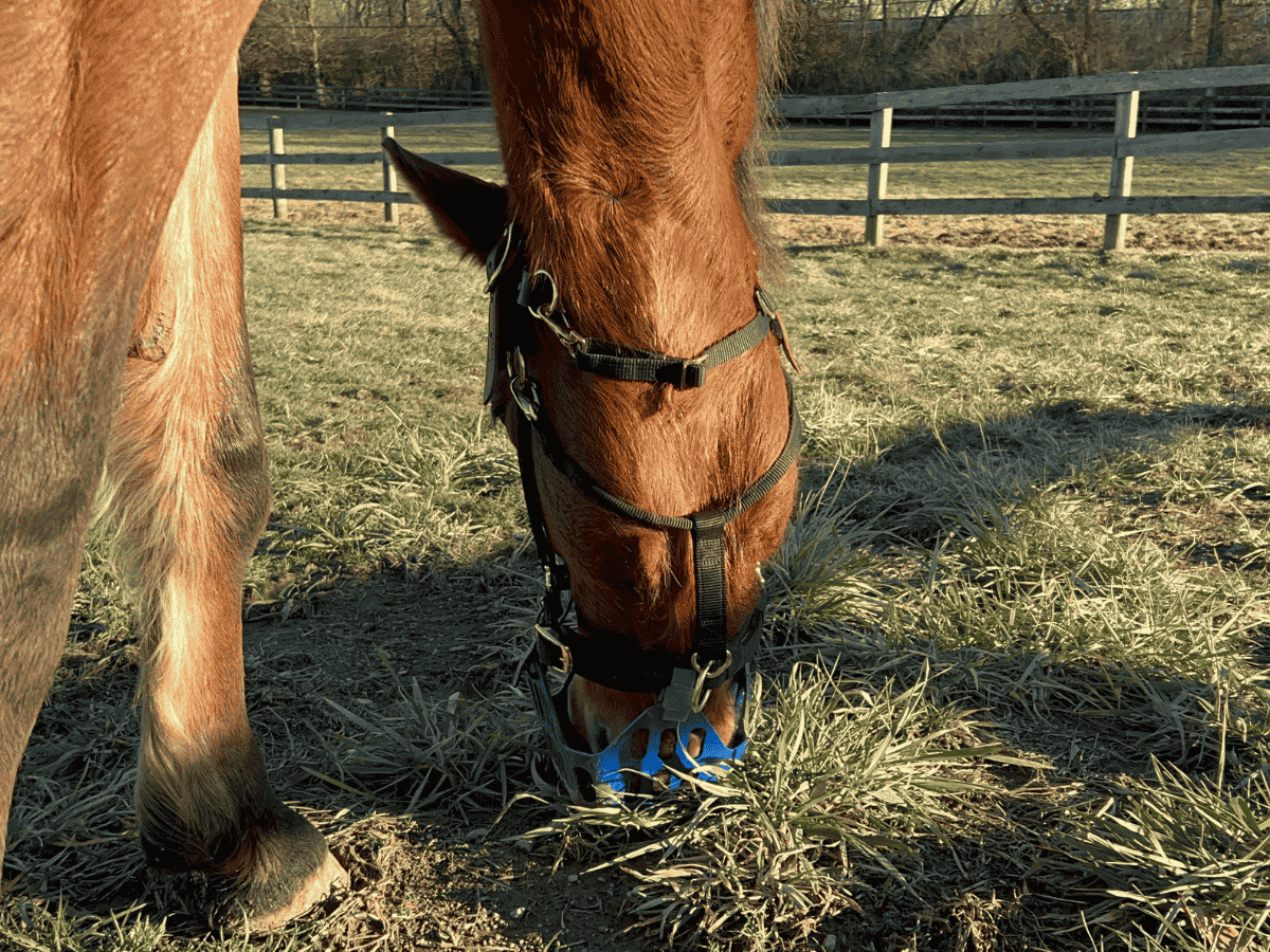 Halters &amp; Accessories