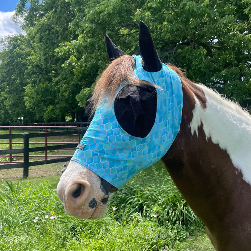 Paint horse wearing blue lycra fly mask
