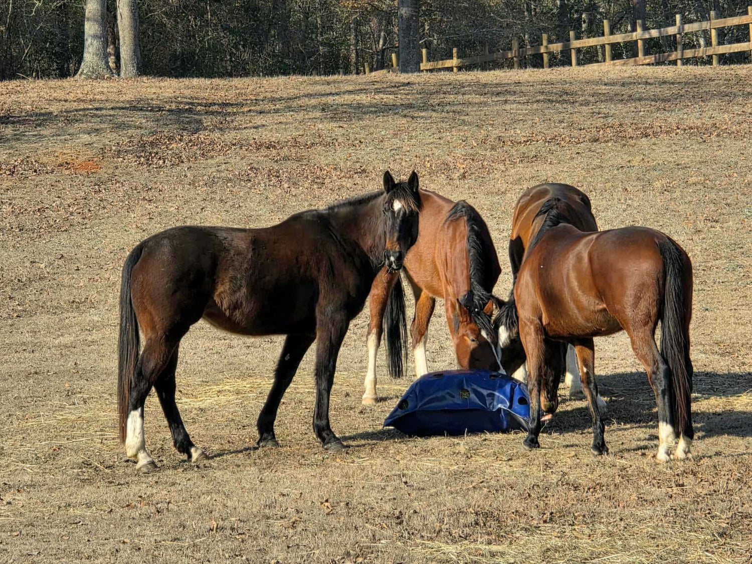 Four horses standing in a field with a blue bag on the ground.