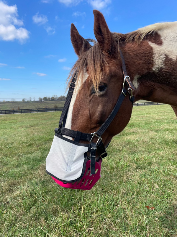 Closeup on a white horse with large brown patches wearing a pink basket style muzzle in an open pasture. Its nose is covered by a piece of fabric attached to the halter noseband.