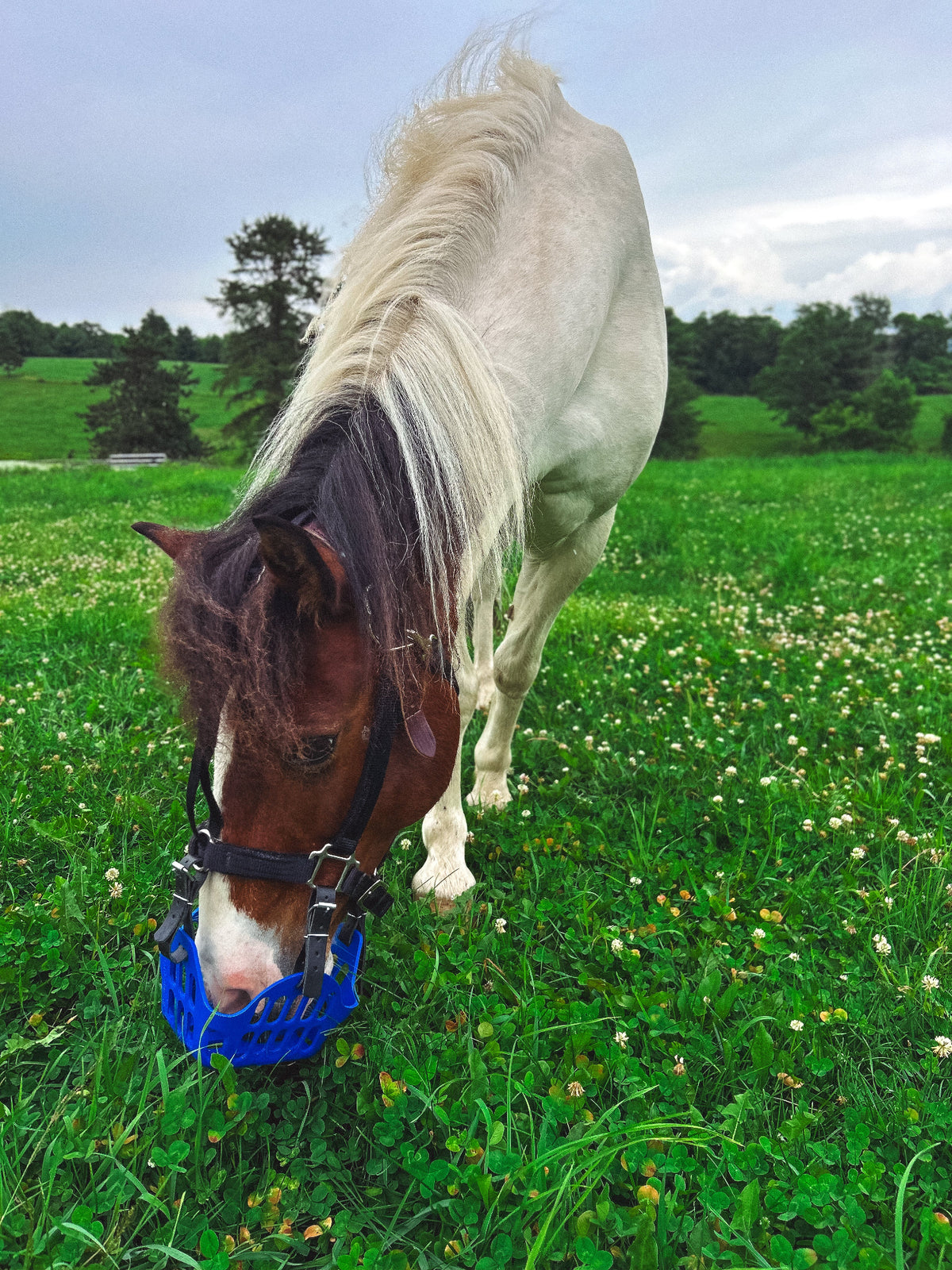 Painted pony wearing blue muzzle grazing in field of grass and clover